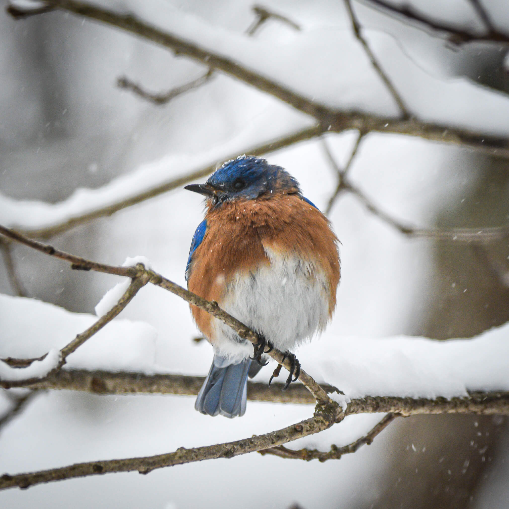 bluebird – Hartford Audubon Society